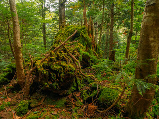 Rotten big tree covered with moss (Tochigi, Japan)