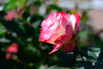 ピンク系のバラ