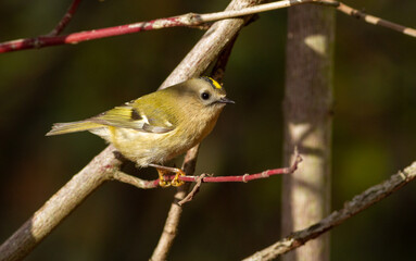 Goldcrest, regulus regulus. On a sunny autumn morning, a bird sits on a thuja branch.