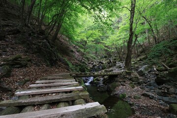 Obraz premium 登山道の木製の橋 (渓谷)