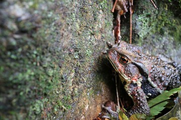 壁を登ろうとするカエル君
