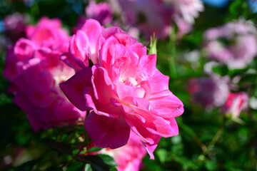 ピンク系のバラ