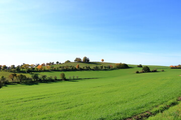 Fototapeta na wymiar Meadow with grass and big autumn trees against blue sky