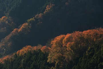 Fototapeta na wymiar (秋/紅葉) 秋色に染まる木々