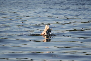 Mallard duck splashing with water