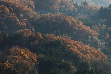 Fototapeta na wymiar (秋/紅葉) 秋色に染まる木々