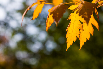 Autumn and fall yellow leave close-up, nature background