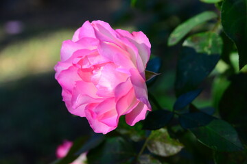 ピンク系のバラ
