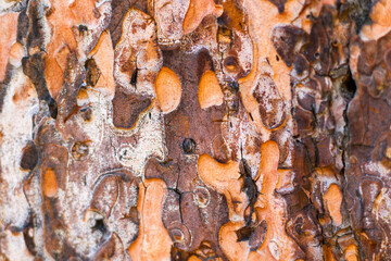 pine tree bark and body background, close-up and macro of wooden material