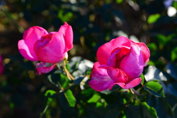 ピンク系のバラ