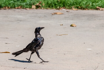 Molting Great-tailed Gracle (Quiscalus mexicanus) in Malibu lagoon, California, USA