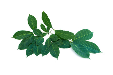 Hevea brasiliensis on white background.Rubber leaves.