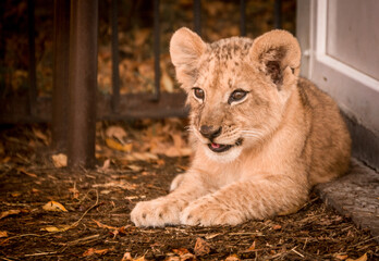 portraits of a charismatic little lion cub