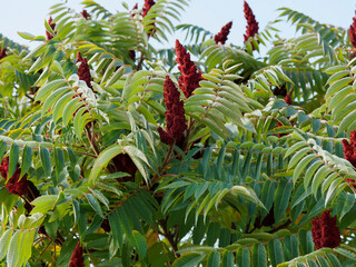 Fototapeta premium (Rhus typhina) Essigbaum oder Hirschkolbensumach mit Reifer Fruchtstand von einer dichten, zottigen Schicht langer, roter und weicher Haare umgeben