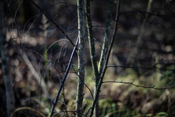 branches in the field