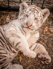 portraits of a tiny white tiger cub © Lisidika