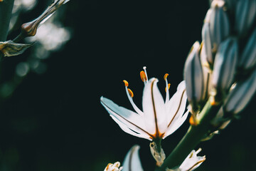 Detail of an asphodelus flower on its back looking at sunlight