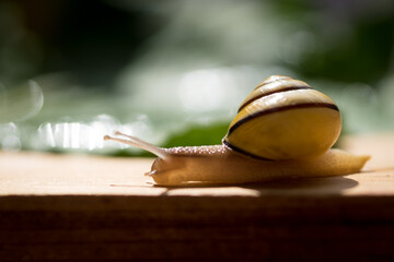 yellow snail crawling on a Board on a green background