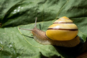 yellow snail crawling on a green leaf