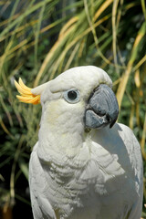 Sulphur-created Cockatoo (Cacatua galerita)