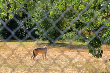 Wolf dog locked behind a fence in the wildlife Park in Silz/Palatinate/Germany