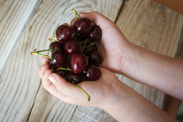 ripe cherries in children's hands on a wooden background