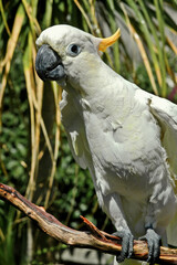Sulphur-created Cockatoo (Cacatua galerita)