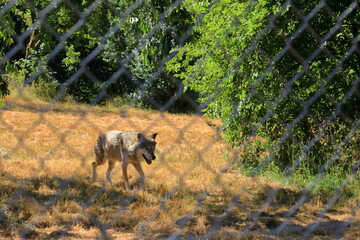 Wolf dog locked behind a fence in the wildlife Park in Silz/Palatinate/Germany