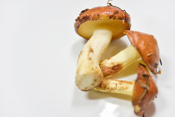 selective focus at the bottom side of the mushroom