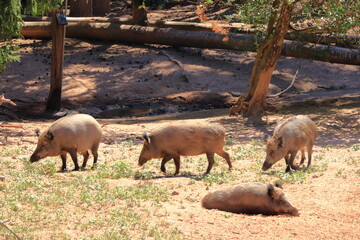 wild boar, sus scrofa, chilling in the wildlife Park in Silz/Palatinate in Germany