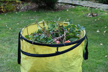 Garden organic trash after rose bush pruning in yellow gardener bag with handles. Autumn garden works. Landscape services and maintenance in october