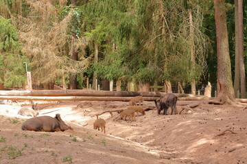 chilled Family of Wild Boar (Sus scrofa) in the wildlife Park in Silz/Palatinate in Germany