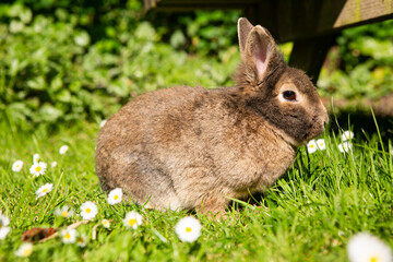Cute rabbit sitting in grass amongst daisies