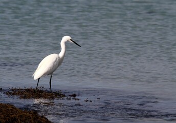 Obraz premium aigrette garzette pêchant sur le rivage
