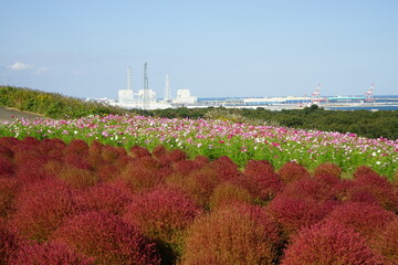 コスモスの花とコキア