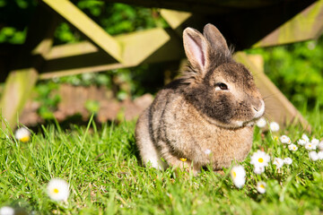 Cute rabbit sitting in grass amongst daisies