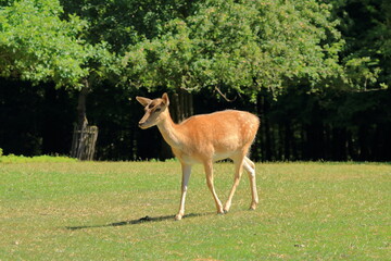 Wild roe deer in the wildlife Park in Silz/Palatinate in Germany