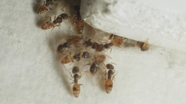 Ghost ants coming in and out from a nest, small crevice in a wall