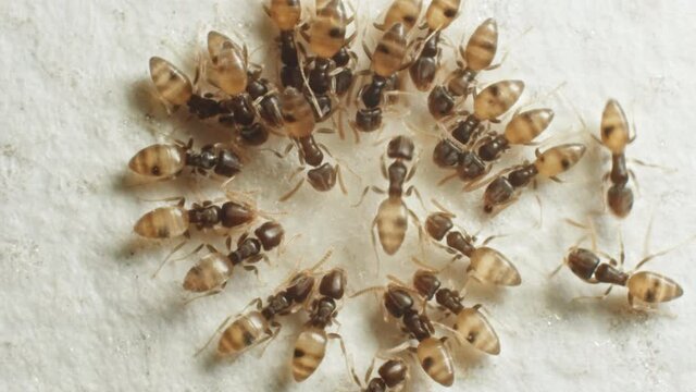 Macro shot of Ghost ants eating sugar drops, forming a circle shape