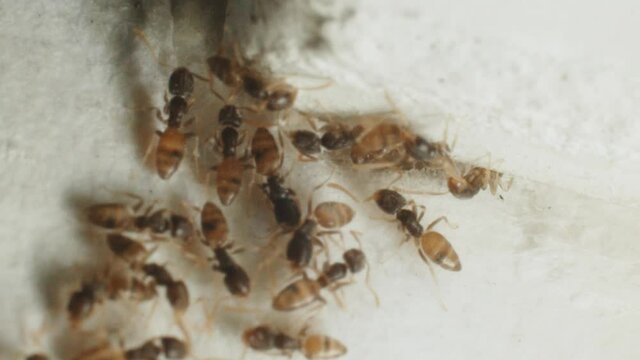 Slow motion of ghost ants get in and out of a nest from a crevice on a wall