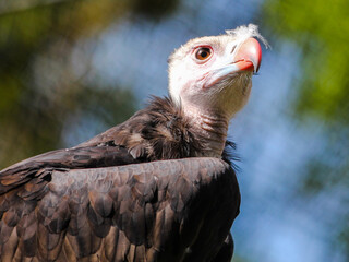 close up of a vulture