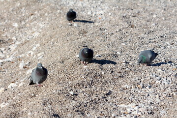 Four Rock doves or rock pigeons or Common pigeons calmly walking and looking for food on sand and...