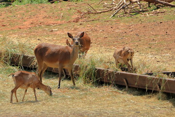 Plakat Group of Red deer or Cervus elaphus in the wildlife Park in Silz/Palatinate in Germany