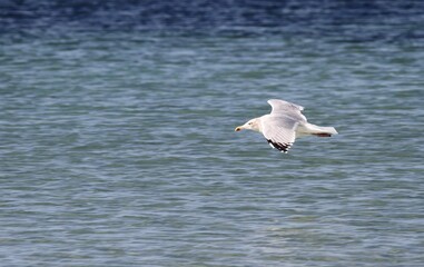 vol de goéland au dessus des vagues en mer