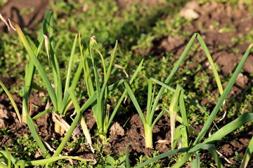 Organic Green garlic or Allium sativum bulbous young plants growing in single row in local urban garden surrounded with wet soil and other plants on warm sunny winter day