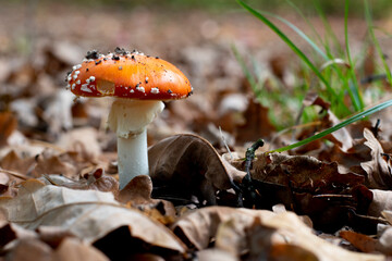 Fly agaric or Amanita muscaria. A toxic inedible mushroom in forest nature