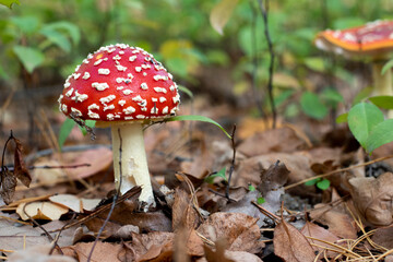 Fly agaric or Amanita muscaria. A toxic inedible mushroom in forest nature