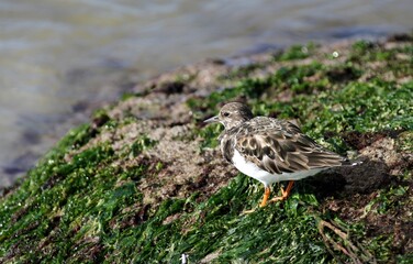 tournepierre à collier sur les rochers en Bretagne,arenaria interpres