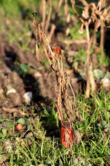 Single plant with two fully ripe organic natural red peppers covered with dry shriveled leaves left in local home garden surrounded with grass and other plants on warm sunny winter day