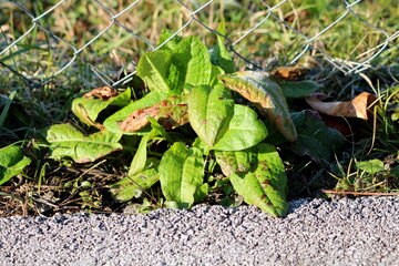 Small broad-leaved dock or Rumex obtusifolius plant with long broad light green to brown oval to lance shaped leaves growing on side of paved road next to wire fence on cold sunny winter day